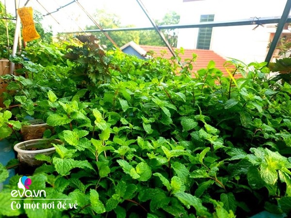Mẹ Hưng Yên cẩu đất lên sân thượng trồng cà chua, vài tháng sau được cả vườn sai lúc lỉu - 20 - kythuatcanhtac.com