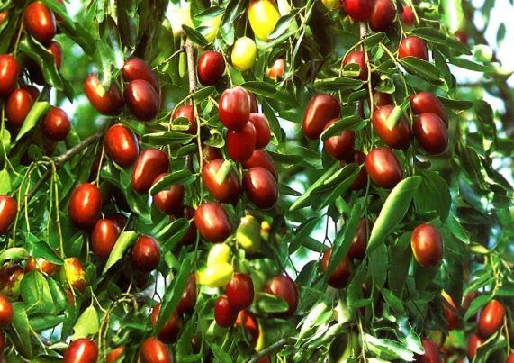 Cây táo tàu (cây hồng táo) – Cây ăn quả độc đáo có nhiều giá trị kinh tế 8 - kythuatcanhtac.com