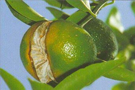 Hiện tượng trái cam bị nứt trên cây - kythuatcanhtac.com