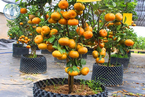 Cây trồng trong nhà họ cam quýt - kythuatcanhtac.com