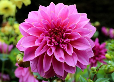 Hình ảnh hoa cúc - kythuatcanhtac.com