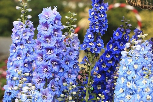 Ý nghĩa hoa Phi Yến - Cách trồng và chăm sóc loài hoa đẹp đẽ của tháng 7 - 1 - kythuatcanhtac.com