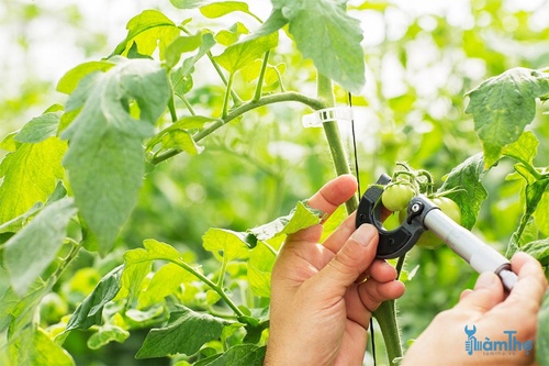 cách trồng cà chua thành công - kythuatcanhtac.com