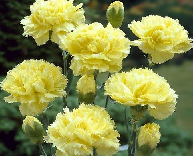 Nguồn gốc của hoa cẩm chướng - kythuatcanhtac.com