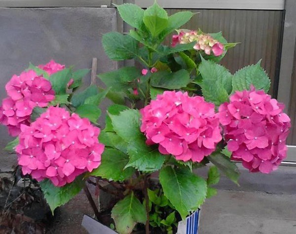 4 loại hoa nở từng chùm to, amp;#34;némamp;#34; vào đất cũng tốt um, cho hoa quanh năm - 1 - kythuatcanhtac.com