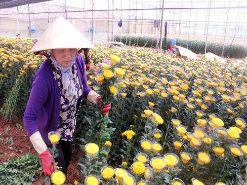 Kỹ thuật trồng hoa cúc vàng - kythuatcanhtac.com