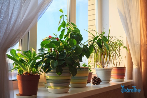 Đặt cây trồng gần cửa sổ kính tiếp xúc gián tiếp ánh sáng mặt trời - kythuatcanhtac.com