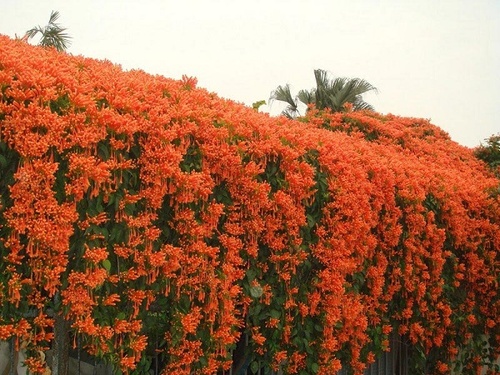 Hoa Chùm Ớt:  Đặc điểm và cách trồng ra hoa đẹp - 4 - kythuatcanhtac.com