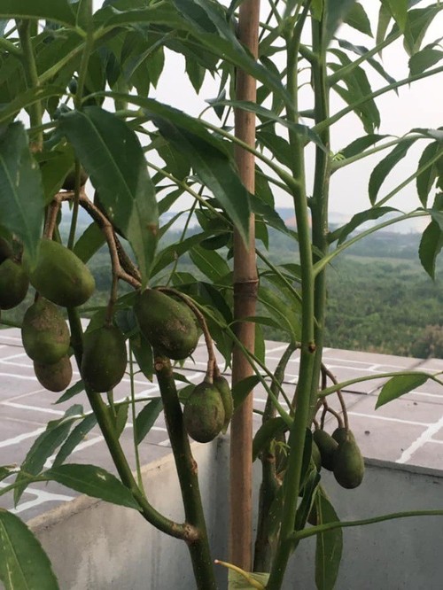 Thầy giáo Sài Gòn trồng rau, nuôi cá trên sân thượng 10m2, vốn 20 triệu giờ ăn không hết - 19 - kythuatcanhtac.com