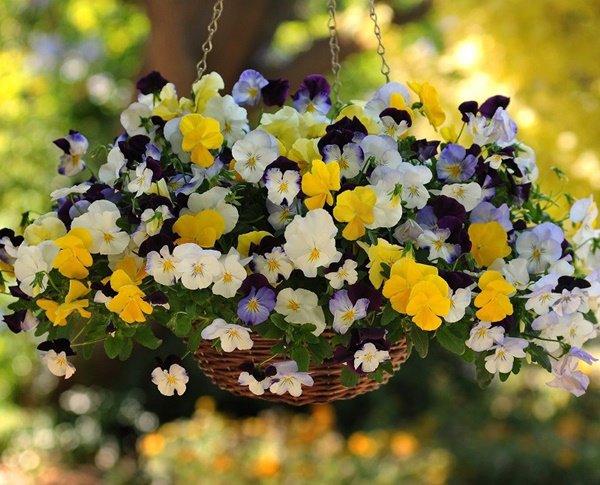 Những loại hoa thơm như nước hoa, rực rỡ xuất sắc nên trồng ở ban công - 6 - kythuatcanhtac.com