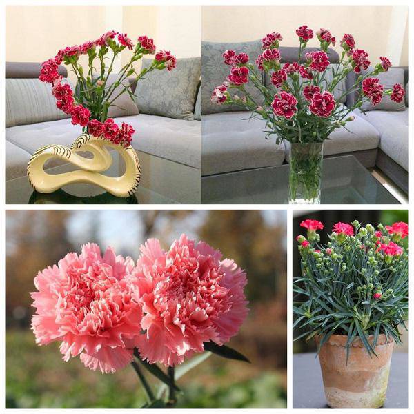 3 loài hoa thịnh vượng, điềm lành và sung túc trồng trong nhà không phải ai cũng biết - 7 - kythuatcanhtac.com