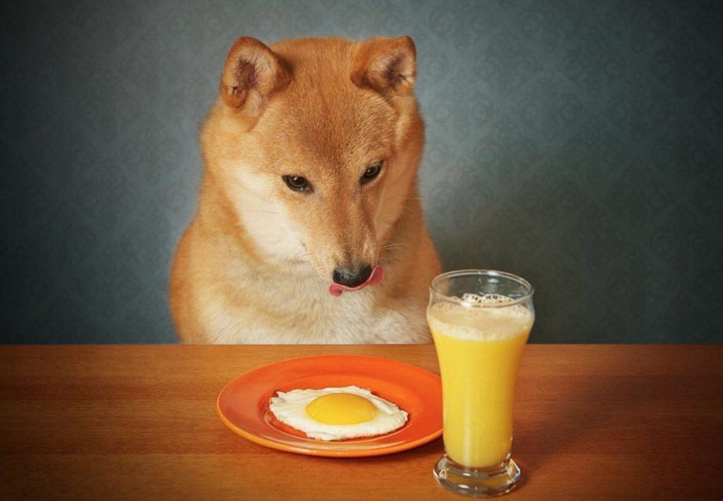 Chó Shiba Inu ăn trứng và uống nước cam - kythuatcanhtac.com