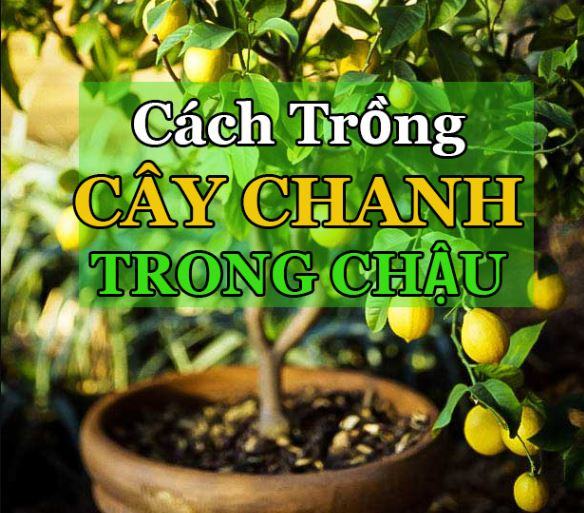 Cách trồng Và Chăm Sóc Cây Chanh Trong Chậu/Thùng Xốp - kythuatcanhtac.com
