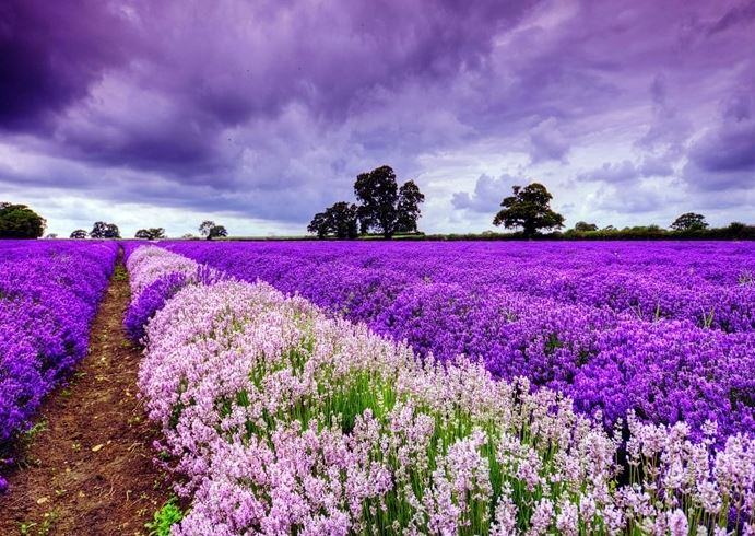 Các loại hoa lavender hiện nay - kythuatcanhtac.com