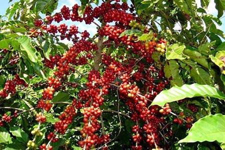 Bổ sung vi lượng Bo giúp cây nuôi trái đạt năng suất cao - kythuatcanhtac.com