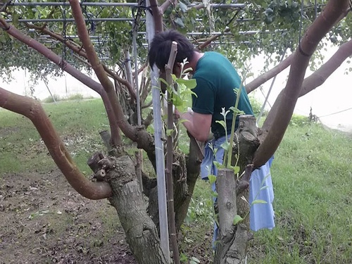 Kỹ thuật trồng cây táo đại - kythuatcanhtac.com