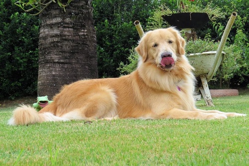 Chó Golden lè lưỡi nằm trên bãi cỏ xanh - kythuatcanhtac.com