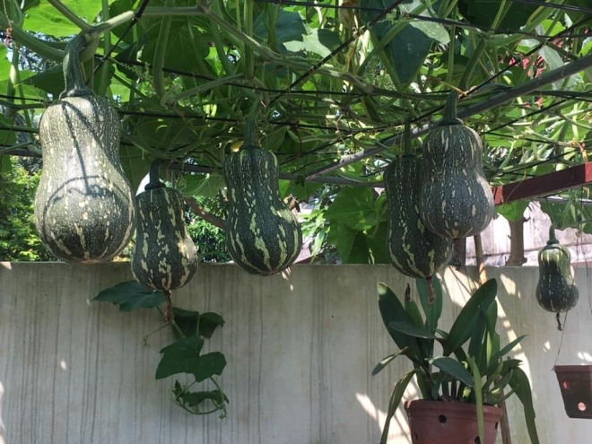 Ông bố Phú Thọ làm vườn sân thượng theo bí quyết riêng, rau quả xanh tốt quanh năm - 11 - kythuatcanhtac.com