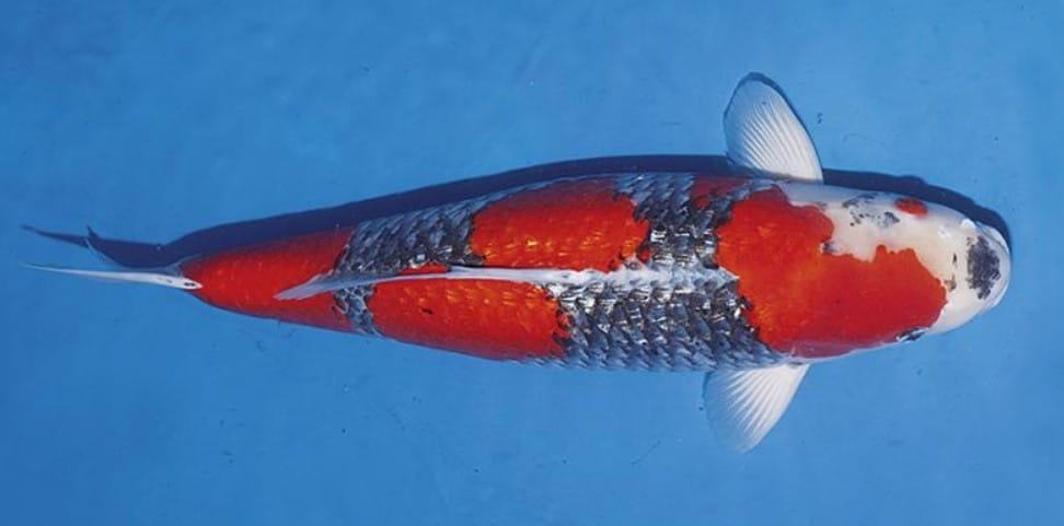 Cá chép koi - Những loại cá chép koi được ưa chuộng 36 - kythuatcanhtac.com
