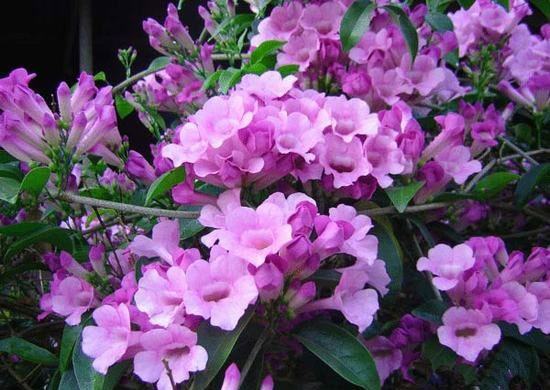 Dây ánh hồng hoa đẹp dễ trồng leo nhanh 5 - kythuatcanhtac.com