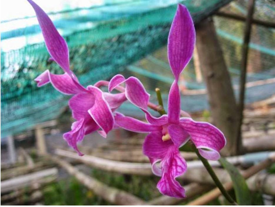 Hoa lan dendro nắng - Nguồn gốc, đặc điểm, cách trồng và chăm sóc hoa lan dendro nắng 14 - kythuatcanhtac.com