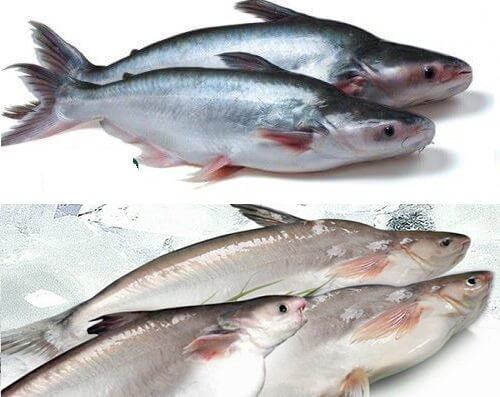 Cách phân biệt cá Hú với cá Ba Sa - kythuatcanhtac.com