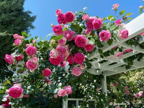 Mẹ 7X sang Mỹ làm cả vườn hồng rộng 800m2, bông nào cũng to như miệng bát - 8 - kythuatcanhtac.com