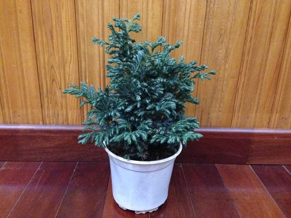 Các loại cây xanh trong nhà và văn phòng đẹp, hợp phong thủy nên trồng - 10 - kythuatcanhtac.com