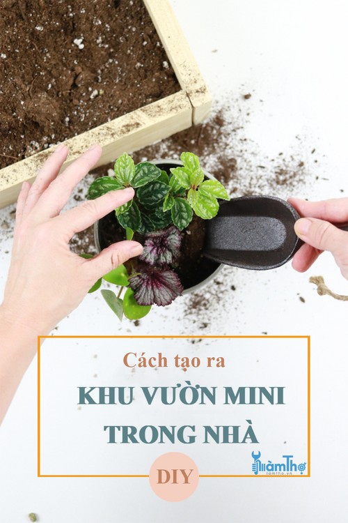 Cách tự tạo ra một khu vườn mini trong nhà của riêng bạn - kythuatcanhtac.com