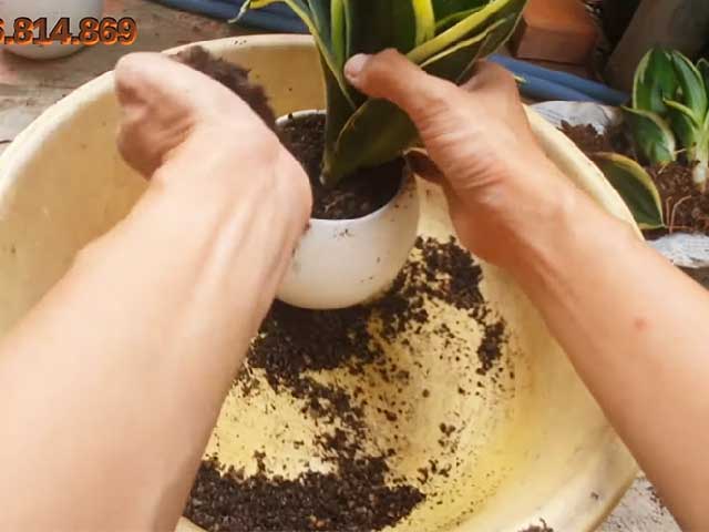 Cách trồng cây lưỡi hổ bằng tách bụi - kythuatcanhtac.com