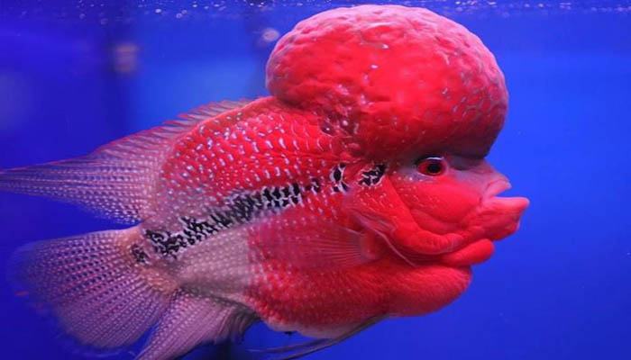 Kỹ thuật nuôi để cá La Hán lên màu, lên đầu - kythuatcanhtac.com