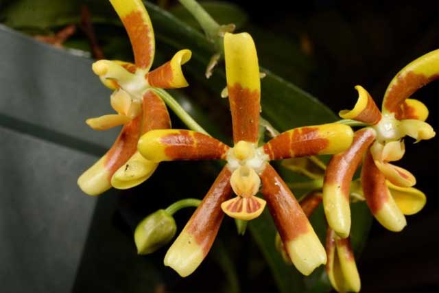 Lan hồ điệp rừng Phalaenopsis fuscata Rchob. F - kythuatcanhtac.com
