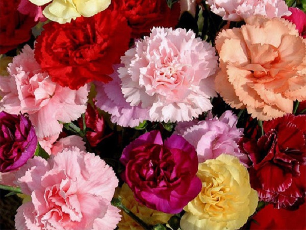 Hoa Cẩm Chướng: Đặc điểm, ý nghĩa và cách chăm sóc ra hoa đẹp - 8 - kythuatcanhtac.com