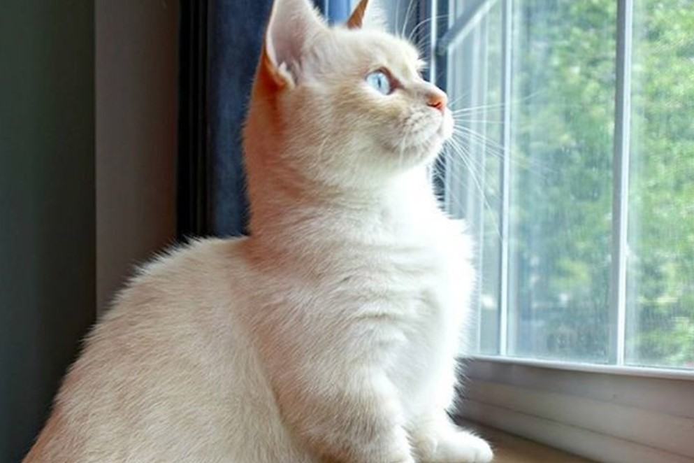 Mèo Munchkin - Chú Mèo "chân ngắn" xinh xắn và đáng yêu 9 - kythuatcanhtac.com