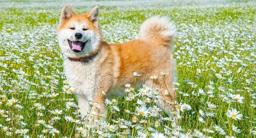 Bạn Muốn Mua Chó Akita Thuần Chủng? Hãy Liên Hệ Với Siêu Pet! - kythuatcanhtac.com