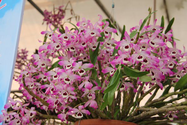 Những lưu ý khi chơi để hoa lan tươi cả tháng: Đừng dại tưới nhiều nước - 1 - kythuatcanhtac.com