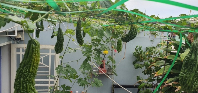 Bầu bí 7 tháng, mẹ Sài Gòn vẫn còng lưng trồng rau sân thượng, thành quả ngoài mong đợi - 16 - kythuatcanhtac.com