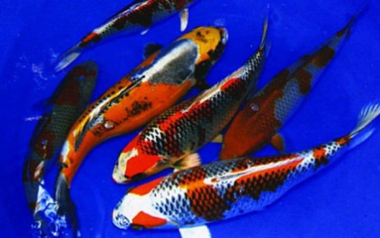 Cá chép koi - Những loại cá chép koi được ưa chuộng 38 - kythuatcanhtac.com