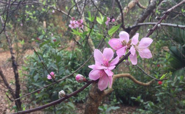 Những loại hoa đào Việt Nam đẹp mê hồn, càng ngắm càng đã mắt - 6 - kythuatcanhtac.com