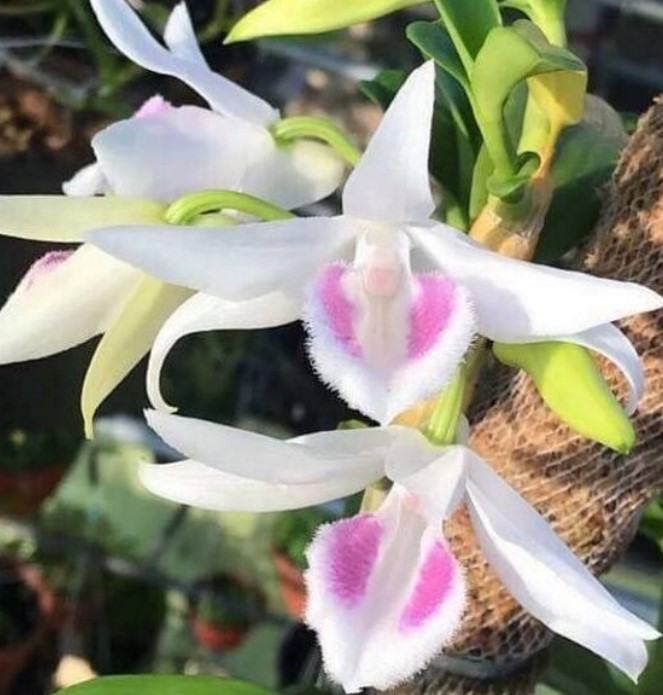 Hoa lan đột biến - Những loài hoa lan có vẻ đẹp độc và lạ 18 - kythuatcanhtac.com