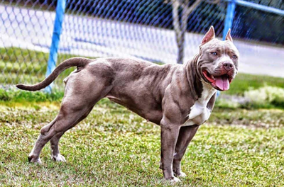 Chó Pitbull - Nguồn gốc, đặc điểm, cách chăm sóc chú chó Pitbull 25 - kythuatcanhtac.com