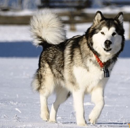 Chó alaska - Những thông tin cần biết khi nuôi chó alaska 15 - kythuatcanhtac.com