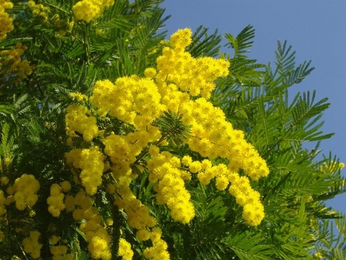 Hoa Mimosa là hoa gì? Ý nghĩa và cách trồng loài hoa đẹp độc lạ - 4 - kythuatcanhtac.com