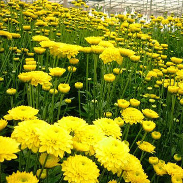 Hãm chiều cao cây hoa cúc giúp bông to nở đẹp - kythuatcanhtac.com