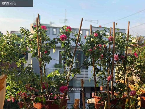 Ngôi nhà ngát hương từ 200 chậu hoa hồng của mẹ đảm Hưng Yên - 1 - kythuatcanhtac.com