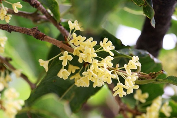 Cây Mộc Hương - Ý nghĩa, cách trồng và chăm sóc cho cây ra hoa đẹp - 1 - kythuatcanhtac.com