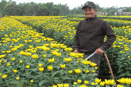 Tưới nước cho cây hoa cúc trước khi thu hoạch hoa 1 ngày - kythuatcanhtac.com