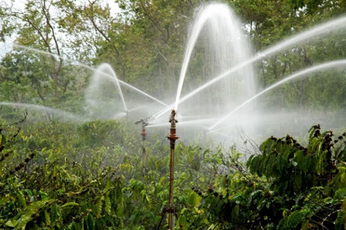 Sử dụng vòi nước tưới phun mưa cho cây cà phê - kythuatcanhtac.com