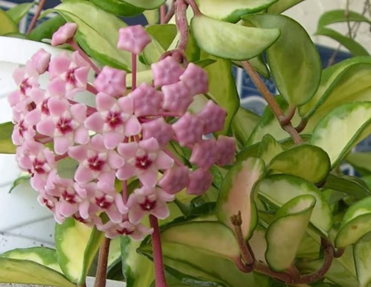 Hoa lan cẩm cù - Nguồn gốc, đặc điểm, cách trồng và chăm sóc hoa lan cẩm cù 22 - kythuatcanhtac.com