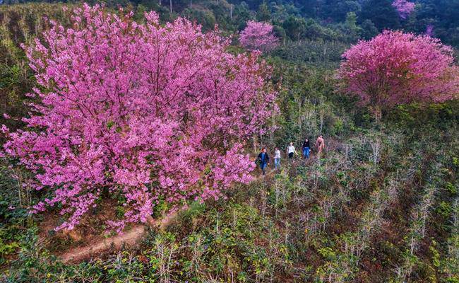 Những loại hoa đào Việt Nam đẹp mê hồn, càng ngắm càng đã mắt - 7 - kythuatcanhtac.com